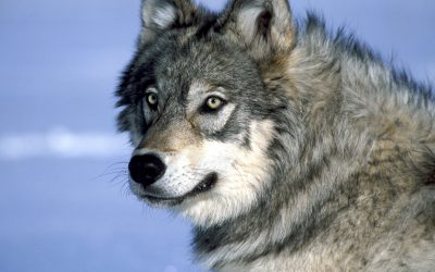 What to Do When Your Coworkers Have Been Raised by Wolves